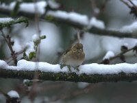 Fringilla coelebs 42, Vink, adult, female, Saxifraga-Theo Verstrael