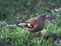 Fringilla coelebs 5 Vink, male, Saxifraga-Piet Munsterman
