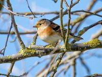Fringilla montifringilla 107, Keep, Saxifraga-Bart Vastenhouw