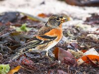 Fringilla montifringilla 13, Keep, Saxifraga-Bart Vastenhouw