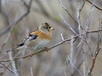 Fringilla montifringilla 18, Keep, Saxifraga-Mark Zekhuis