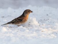 Fringilla montifringilla 21, Keep, Saxifraga-Mark Zekhuis