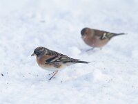 Fringilla montifringilla 24, Keep, Saxifraga-Mark Zekhuis