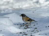 Fringilla montifringilla 7, Keep, Saxifraga-Jan van der Straaten