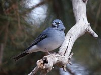 Fringilla teydea 10, Blauwe vink, Saxifraga-Henk Baptist