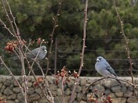 Fringilla teydea 6, Blauwe vink, Saxifraga-Rob Felix : Animalia, Aves, Chordata, animal, bird, dier, dieren, gewervelde dieren, vertebraat, vertebrate, vogel, vogels