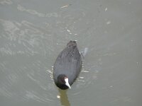 Fulica cristata 2, Knobbelmeerkoet, Saxifraga-Rutger Barendse