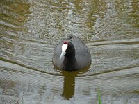 Fulica cristata 3, Knobbelmeerkoet, Saxifraga-Ed Stikvoort