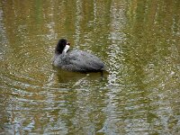 Fulica cristata 4, Knobbelmeerkoet, Saxifraga-Ed Stikvoort