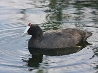 Fulica cristata 8, Knobbelmeerkoet, Saxifraga-Henk Baptist