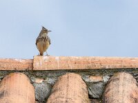 Galerida theklae 11, Thekla's leeuwerik, adult, Saxifraga-Theo Verstrael