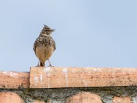 Galerida theklae 12, Thekla's leeuwerik, adult, Saxifraga-Theo Verstrael