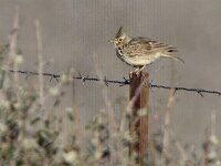 Galerida theklae 4, Thekla's leeuwerik, Saxifraga-Mark Zekhuis