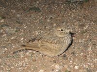 Galerida theklae 5, Thekla's leeuwerik, Saxifraga-Rob Felix : Animalia, Aves, Chordata, animal, bird, dier, dieren, gewervelde dieren, vertebraat, vertebrate, vogel, vogels