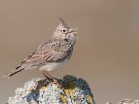Galerida theklae 6, Thekla's leeuwerik, Saxifraga-Joerg Mager