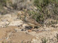 Galerida theklae 8, Thekla's leeuwerik, Saxifraga-Bart Heijne : 2024, Bujaraloz, Ebro vallei, Galerida theklae, Laguna de la Playa, Spanje, Thekla's leeuwerik, mei, vakantie, vogel, voorjaar