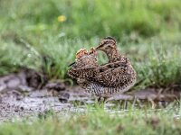 Gallinago gallinago 101, Watersnip, adult, Saxifraga-Theo Verstrael