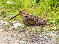 Gallinago gallinago 111, Watersnip, Saxifraga-Bart Vastenhouw