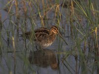 Gallinago gallinago 14, Watersnip, Saxifraga-Luc Hoogenstein