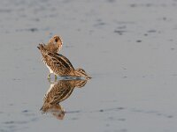 Gallinago gallinago 2, Watersnip, Saxifraga-Jaap Schelvis