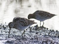 Gallinago gallinago 21, Watersnip, Saxifraga-Mark Zekhuis