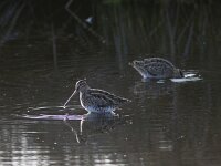 Gallinago gallinago 22, Watersnip, Saxifraga-Mark Zekhuis