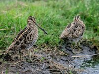 Gallinago gallinago 24, Watersnip, adult, Saxifraga-Theo Verstrael