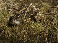 Gallinago gallinago 25, Watersnip, Saxifraga-Jan Nijendijk