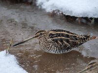 Gallinago gallinago 32, Watersnip, Saxifraga-Luuk Vermeer