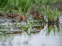 Gallinago gallinago 7, Watersnip, adult, Saxifraga-Theo Verstrael