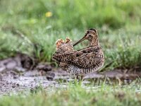 Gallinago gallinago 72, Watersnip, adult, Saxifraga-Theo Verstrael