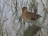Gallinago gallinago 8, Watersnip, Saxifraga-Luc Hoogenstein