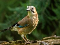 Garrulus glandarius 128, Gaai, adult, Saxifraga-Theo Verstrael