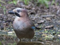 Garrulus glandarius 129, Gaai, Saxifraga-Jan Nijendijk
