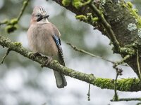 Garrulus glandarius 133, Gaai, adult, Saxifraga-Theo Verstrael