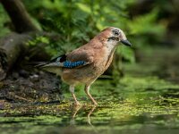 Garrulus glandarius 135, Gaai, adult, Saxifraga-Theo Verstrael