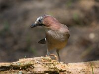 Gaai  gaai in de Haspel : Garrulus glandarius