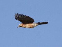 Garrulus glandarius 20, Gaai, Saxifraga-Peter Meininger