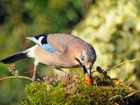 Garrulus glandarius 23, Gaai, Saxifraga-Piet Munsterman