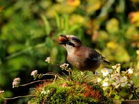 Garrulus glandarius 24, Gaai, Saxifraga-Piet Munsterman