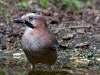 Garrulus glandarius 4, Gaai, Saxifraga-Jan Nijendijk
