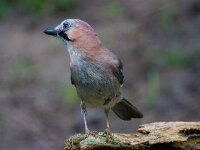 Gaai  gaai in de Haspel : Garrulus glandarius