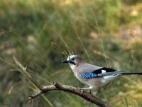 Garrulus glandarius 6, Gaai, Saxifraga-Piet Munsterman