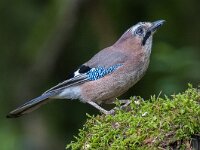 Garrulus glandarius 66, Gaai, Saxifraga-Luuk Vermeer