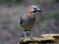 Gaai  gaai in de Haspel : Garrulus glandarius