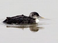 Gavia adamsii 2, Geelsnavelduiker, Saxifraga-Bart Vastenhouw