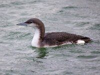 Gavia arctica 10, Parelduiker, Saxifraga-Barct Vastenhouw