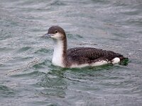 Gavia arctica 11, Parelduiker, Saxifraga-Barct Vastenhouw