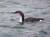 Gavia arctica 12, Parelduiker, Saxifraga-Barct Vastenhouw