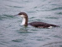 Gavia arctica 14, Parelduiker, Saxifraga-Barct Vastenhouw